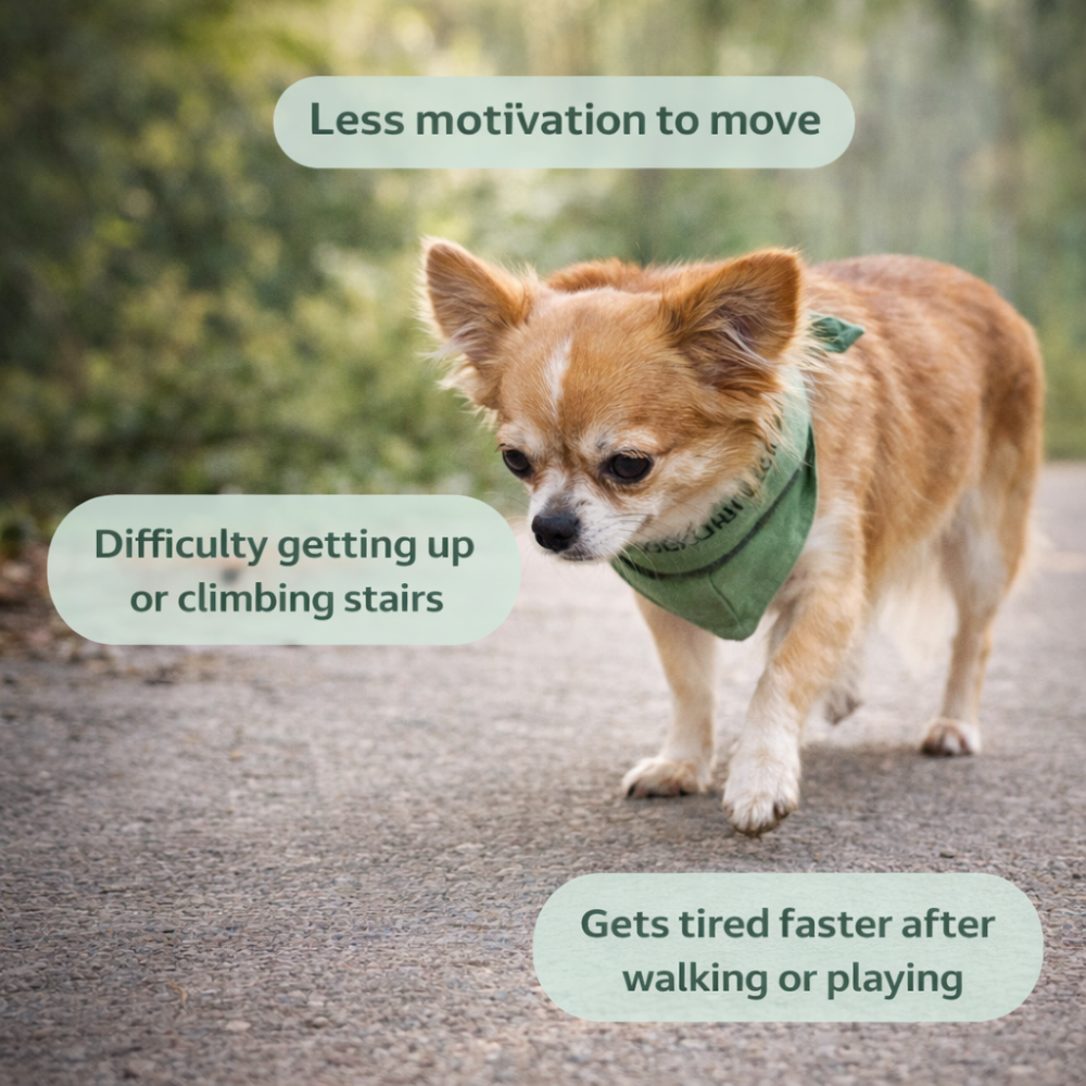 Joint Supplement Soft Chews for Dogs | Senior Dog Use