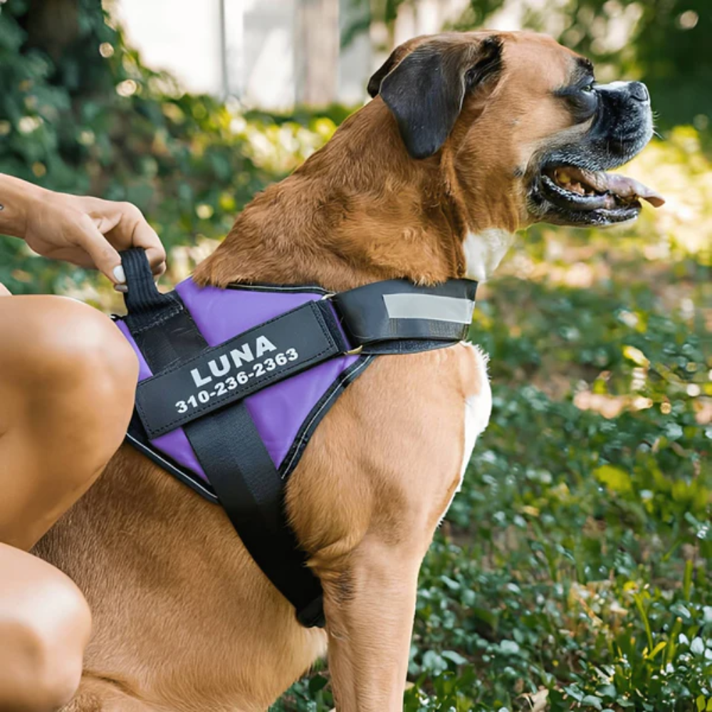 No Pull Dog Harness with Front Clip & Adjustable Fit – Paw Guard