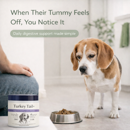Probiotic Powder Supplement for Dogs | Intestinal Formula