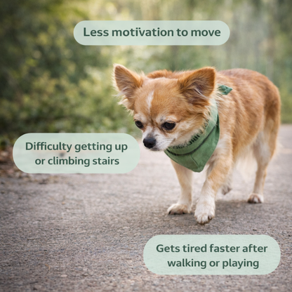 Joint Supplement Soft Chews for Dogs | Senior Dog Use