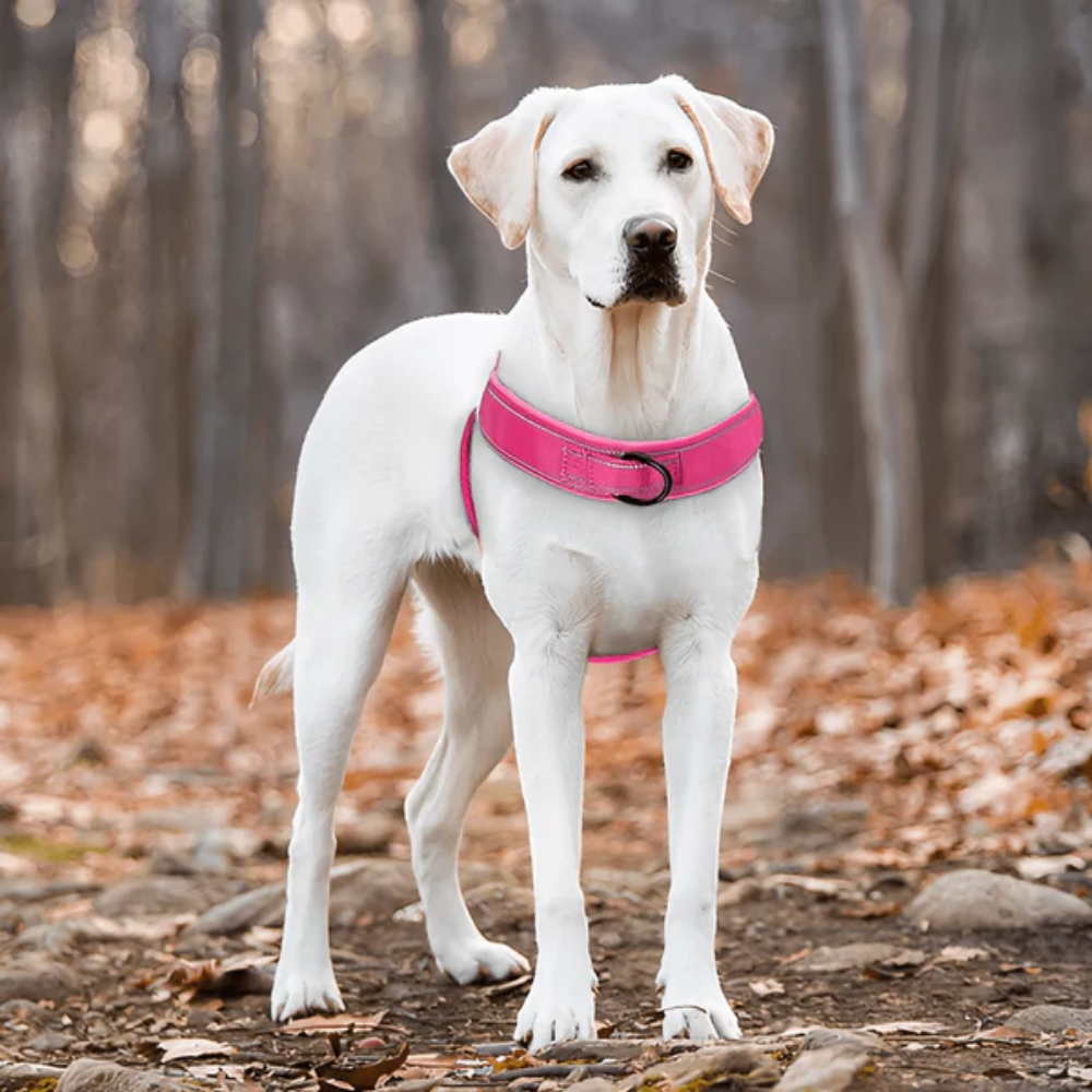 No Pull Dog Harness with Handle &amp; Dual Clips – Adjustable Escape Resistant Fit