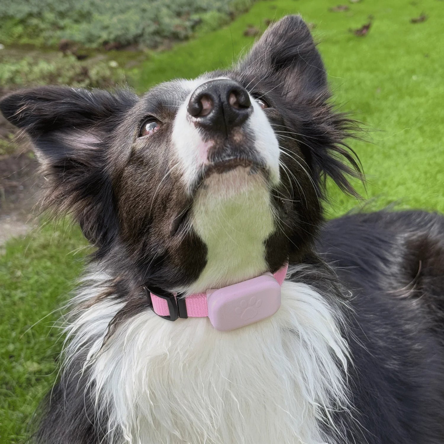Pet GPS Tracker – Apple Find My Compatible Tracker for Dogs