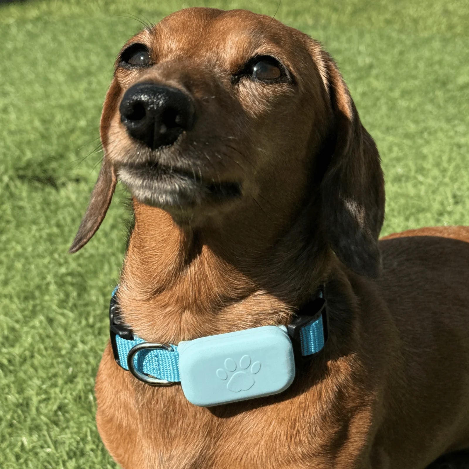Pet GPS Tracker – Apple Find My Compatible Tracker for Dogs